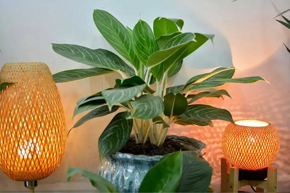 Các loại cây phong thủy nên trồng trong nhà mang lại may mắn và tài lộc