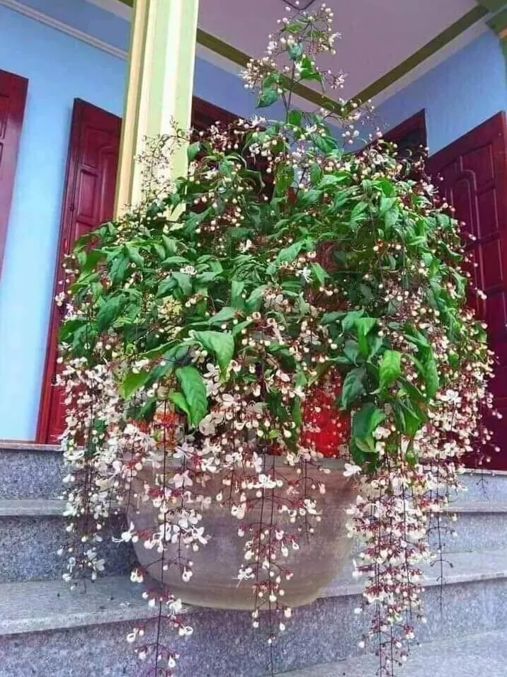 Các loại cây thân gỗ như Dạ Ngọc Minh Châu cần đất tơi xốp, giàu dinh dưỡng để phát triển tốt khi trồng trước cửa nhà