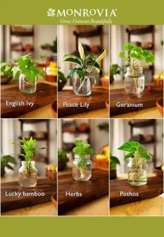 Các loại cây thủy sinh bám đá như Bucephalandra và Anubias