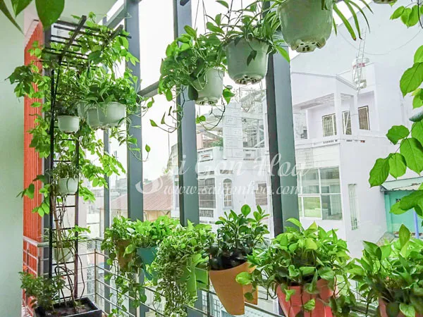 Các loại cây treo ban công tạo cảnh quan xanh mát và thẩm mỹ cho nhà phố