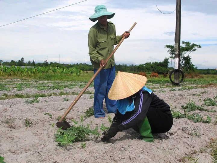 Các loại cây trồng đa dạng trên nền đất pha cát, minh họa cho lựa chọn đất pha cát nên trồng cây gì