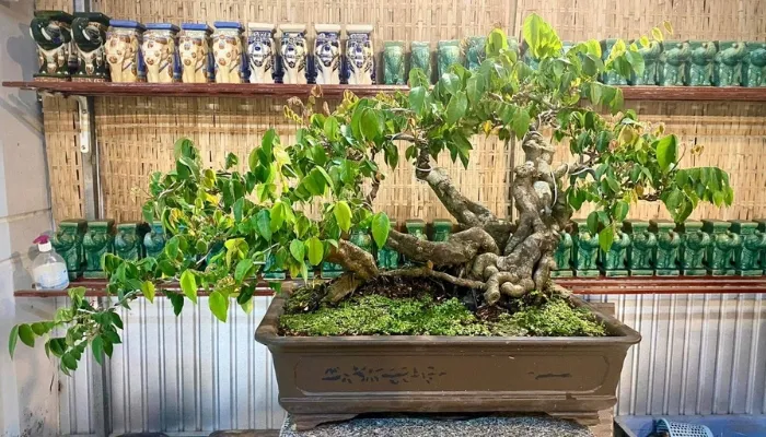 Các loại chậu gốm và đất nung lý tưởng cho việc trồng cây khế