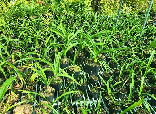 Các loại củ giống lan huệ kép đã được chọn lọc và xử lý