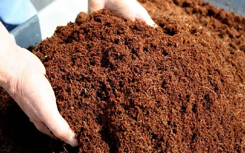 Các loại đất trồng tối ưu cho cây gai xanh phát triển