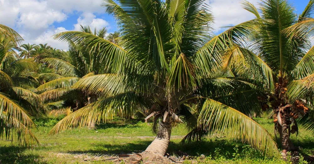 Các loại dừa xiêm lùn phổ biến trong canh tác nông nghiệp