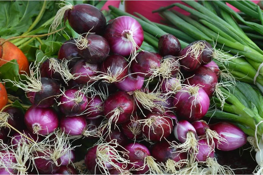 Các loại giống hành lá phổ biến dùng để trồng tại nhà: từ gốc, củ tím và hạt giống