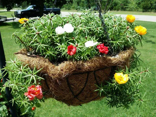 Các loại giống và màu sắc rực rỡ của hoa sam