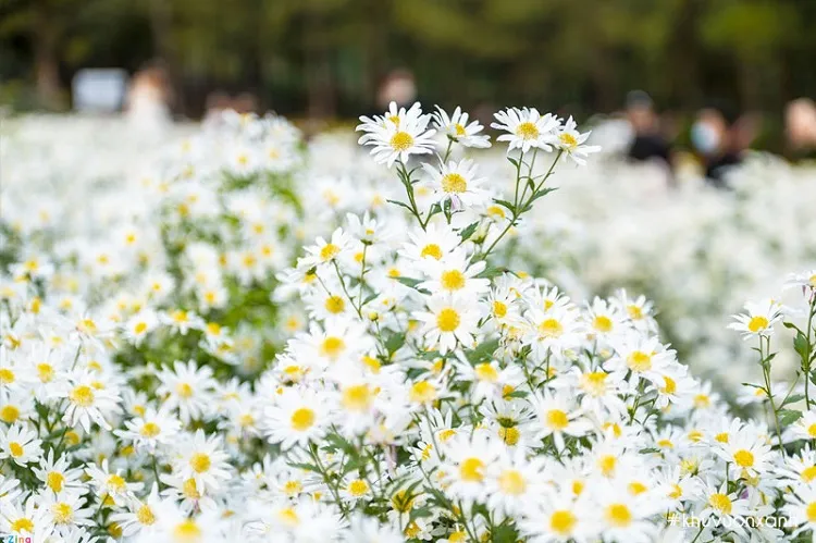 Các loại hoa cúc họa mi được trồng để thu hoạch