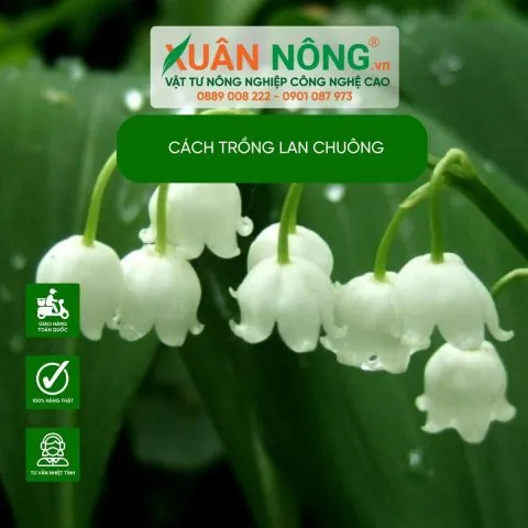 Các loại hoa lan chuông đa dạng màu sắc