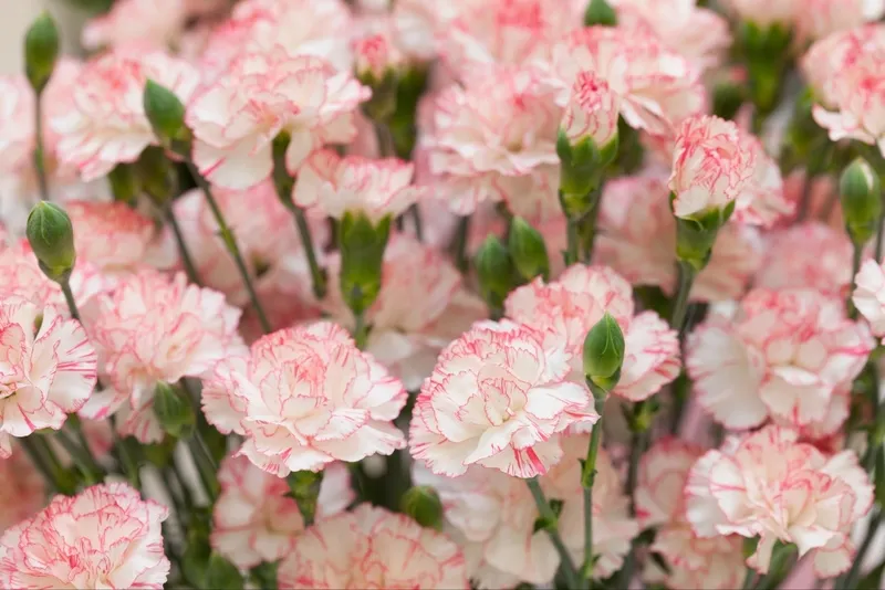 Các loại hoa phăng kép phổ biến