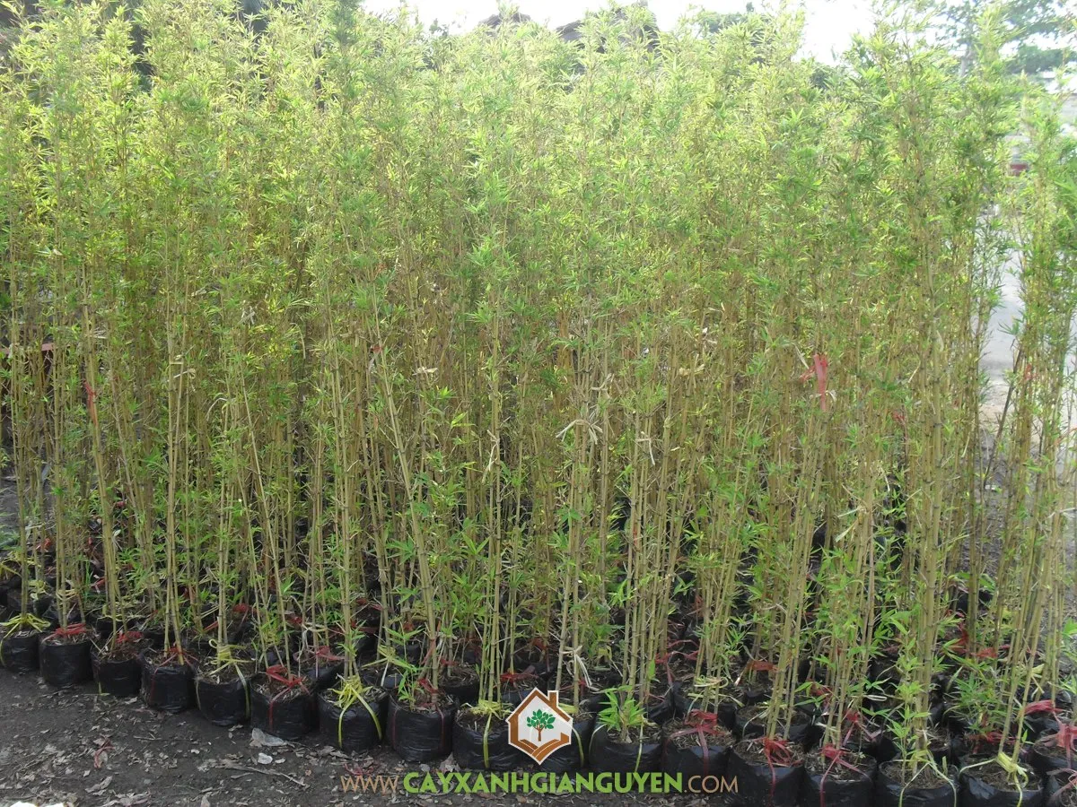 Các loại phân bón và chất dinh dưỡng được chuẩn bị để bón cho cây trúc quân tử