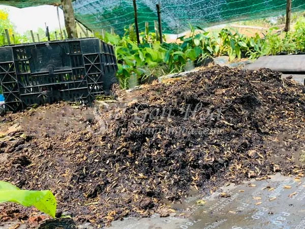 Các loại phân bón và dụng cụ chăm sóc cây Gòn cần thiết.