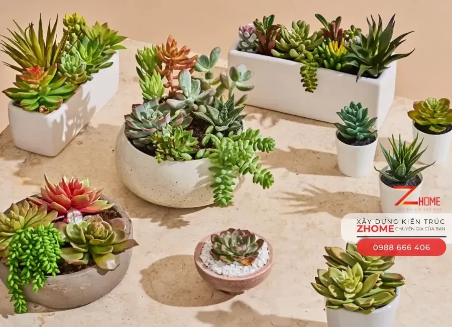 Các loại Sen Đá nhỏ nhắn, tượng trưng cho tình yêu và kiên định, thích hợp đặt bàn làm việc