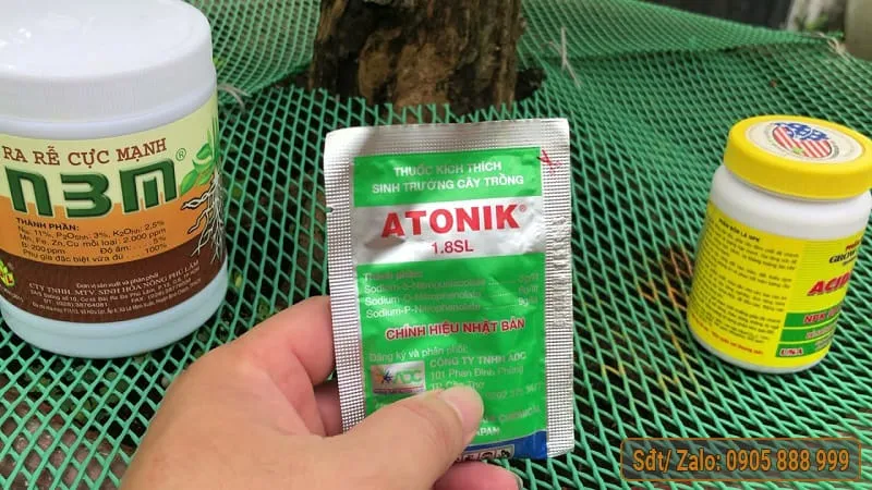 Các loại thuốc kích rễ chuyên dụng cho mai vàng