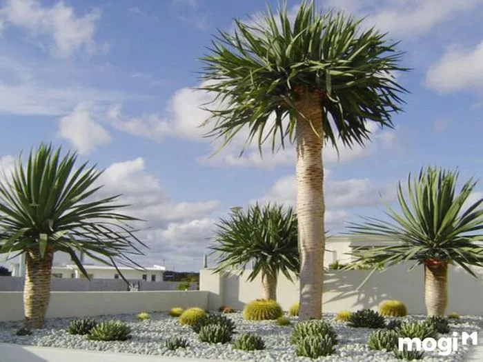 Các loại và hình dáng của cây Thần Tài Núi cảnh cổ thụ