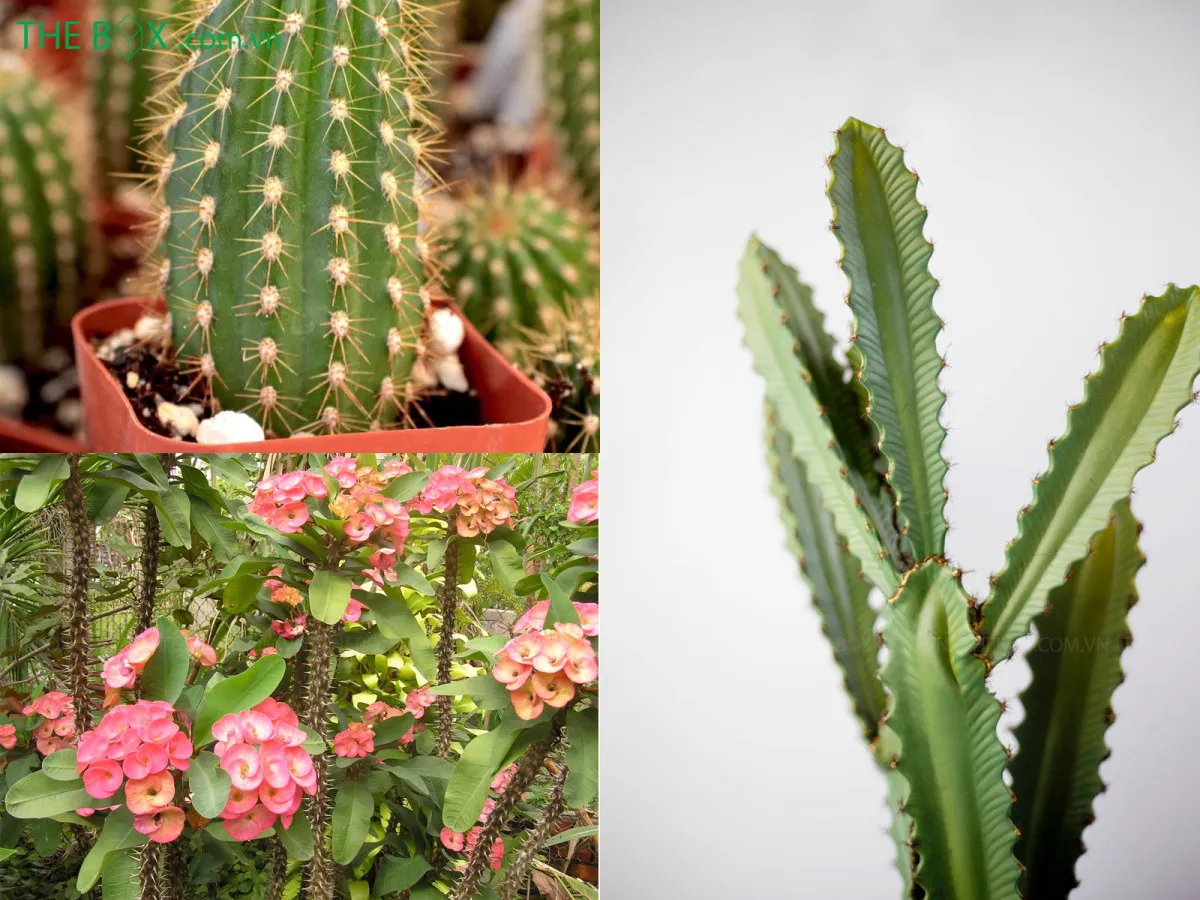 Các loại xương rồng có gai nhọn có thể gây thương tích cho trẻ nhỏ