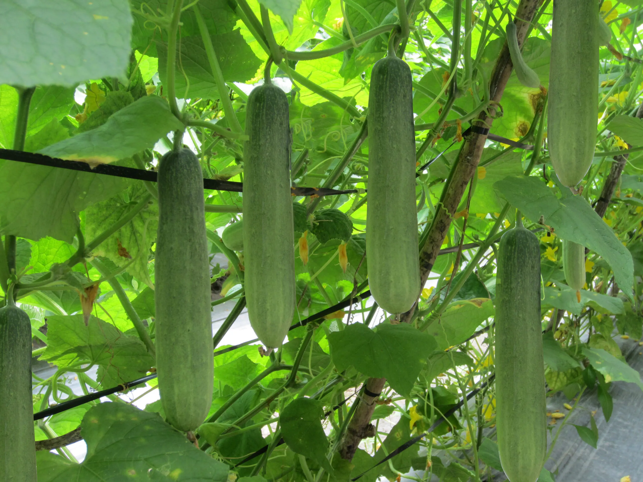 Các luống dưa leo được chuẩn bị sẵn sàng cho việc gieo trồng trên diện tích đất lớn