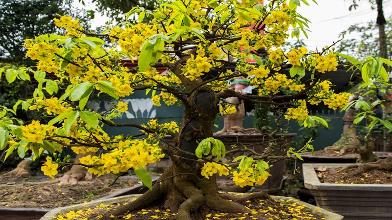 Các lưu ý cần thiết khi chăm sóc mai sau Tết để đảm bảo mai sống sót và ra hoa năm sau