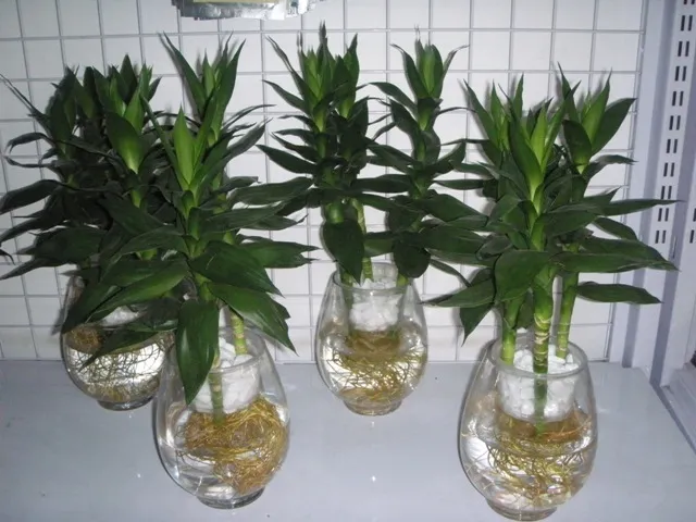 Các lưu ý quan trọng khi trồng cây cảnh trong môi trường thủy canh