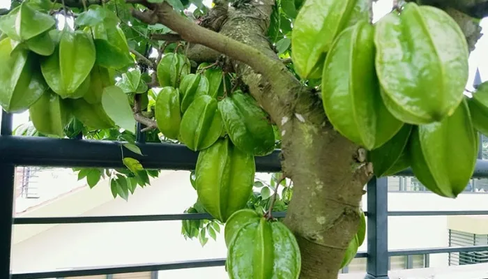 Các lưu ý quan trọng về ánh sáng và độ ẩm khi trồng khế chậu