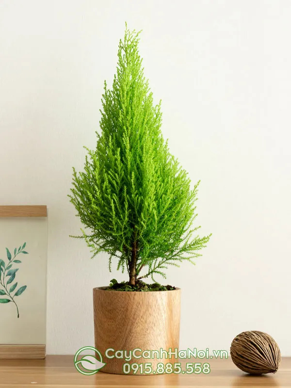 Các mẫu chậu cảnh đa dạng cho cây Tùng Thơm như chậu giả gỗ và chậu composite