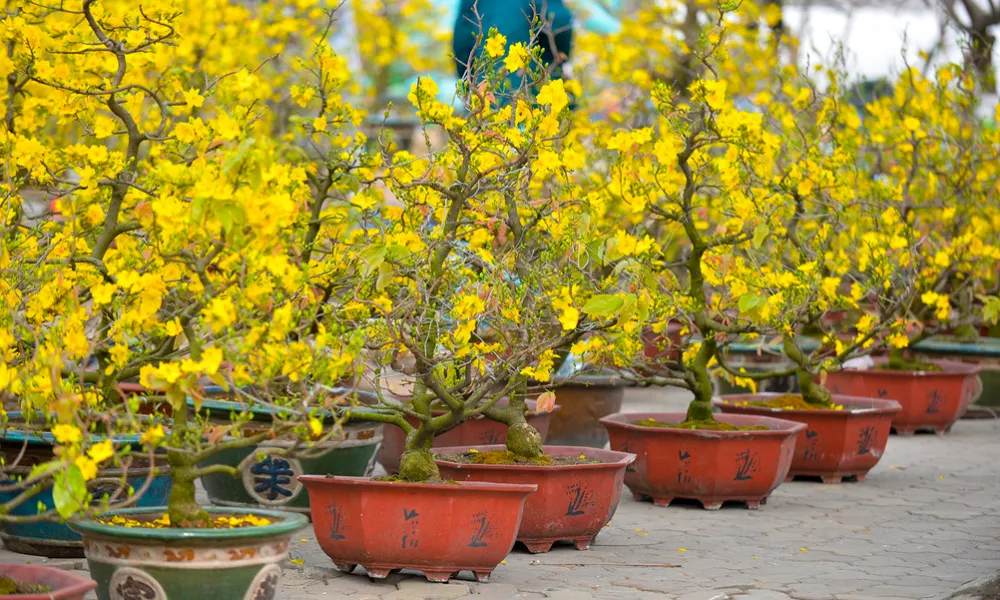 Các mẹo về cách chăm sóc cây mai trong chậu sau Tết bao gồm việc không bón phân khi mới thay đất