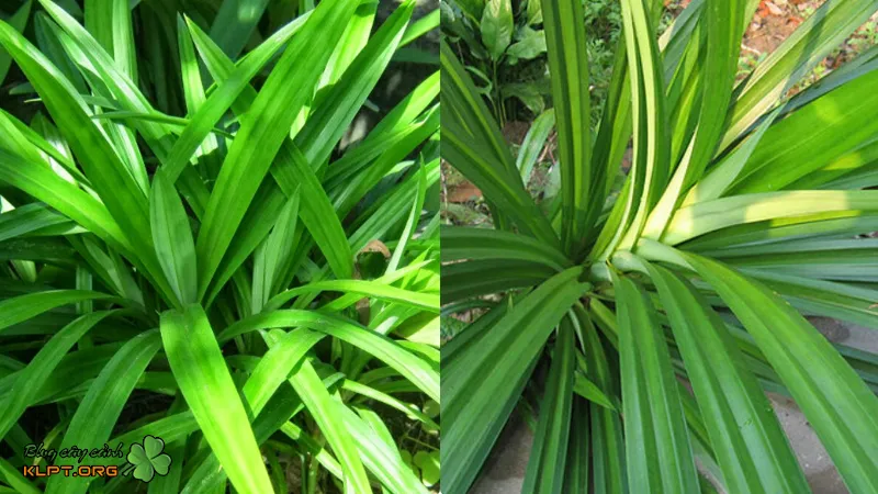 Các món ăn truyền thống Việt Nam được tạo màu và hương từ lá dứa nếp