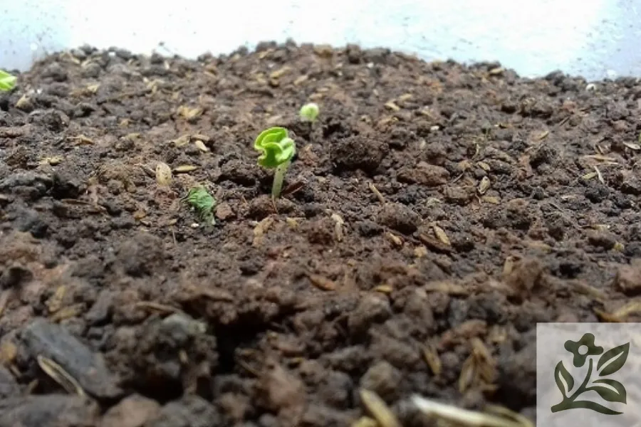 Các nguyên liệu dùng để trộn giá thể trồng hoa hồng bao gồm đất, phân hữu cơ, xơ dừa và trấu hun