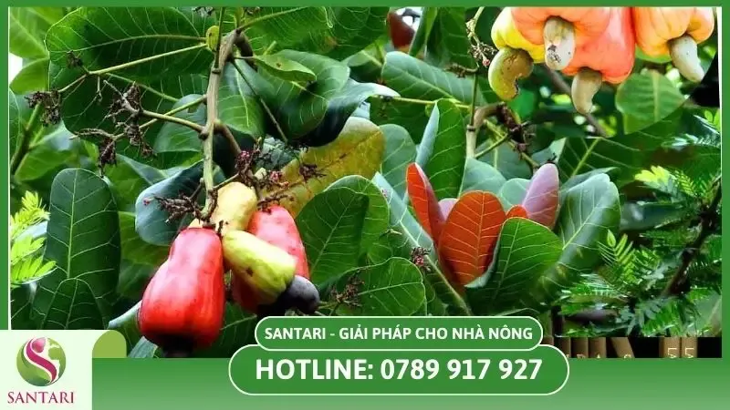 Các sai lầm thường gặp khi áp dụng cách chăm sóc cây điều