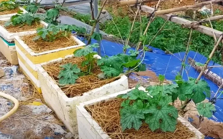 Các thùng xốp đựng đất trồng đã được chuẩn bị sẵn sàng cho việc gieo hạt