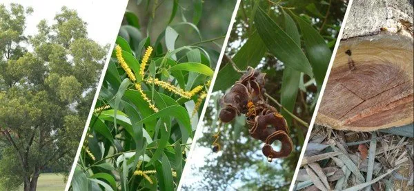 Các ứng dụng đa dạng của cây keo lá tràm trong lâm nghiệp và công nghiệp chế biến bột giấy