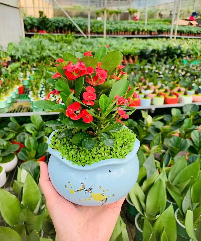 Các ứng dụng và tác dụng của cây Xương Rồng Bát Tiên trong đời sống