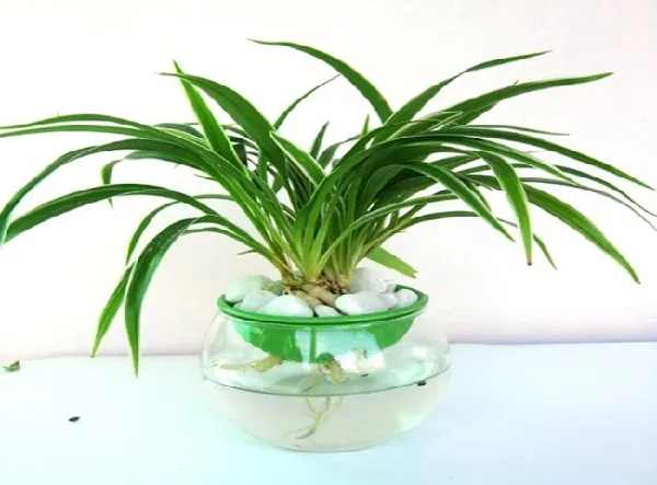 Các vật dụng cần chuẩn bị trước khi trồng cây lá dứa trong nước