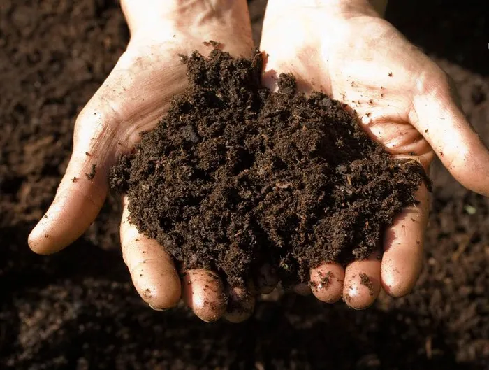 Các vật liệu cần thiết để trộn đất trồng dâu tây tại nhà