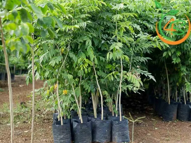 Các yếu tố ảnh hưởng đến mật độ cây trồng