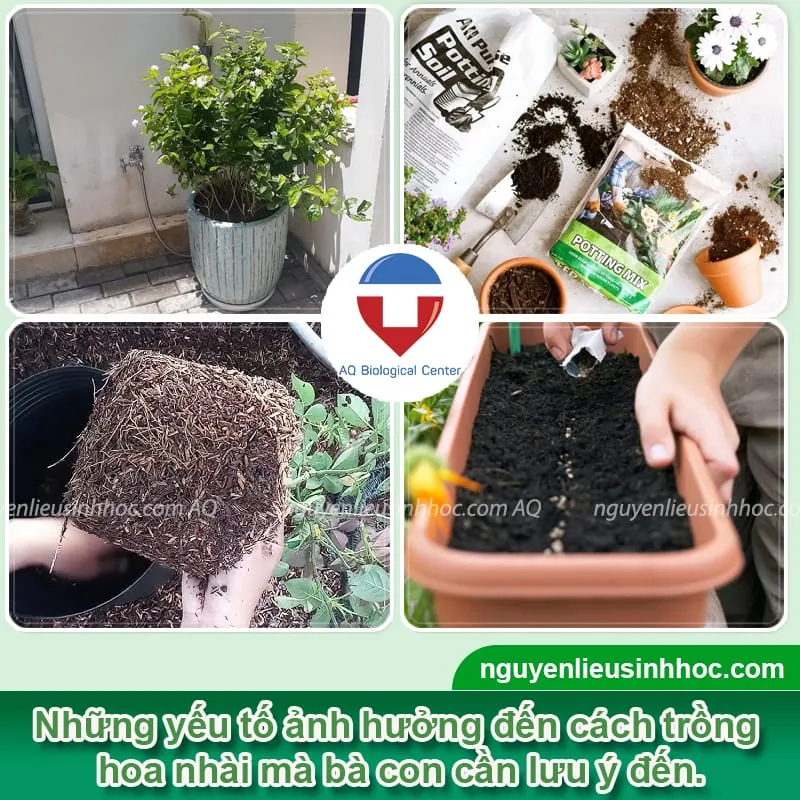 Các yếu tố ảnh hưởng lớn đến cây hoa nhài mà bà con cần chú ý để cây được khỏe mạnh và ra hoa đẹp hơn