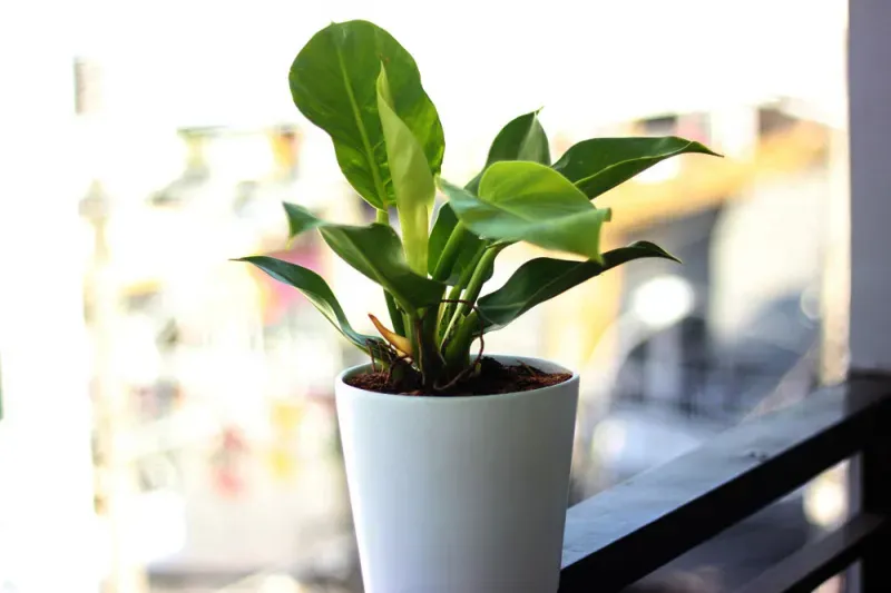 Các yếu tố chăm sóc giúp cây trầu bà luôn xanh mướt và phát triển như ý