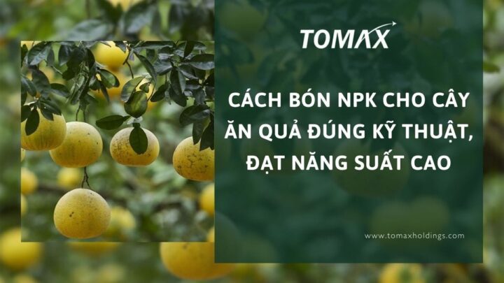 Cách Trồng Cây Đậu Xanh Đạt Năng Suất Cao Với Kỹ Thuật Chuyên Sâu