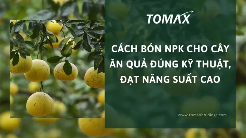 Cách Chăm Bón Cây Ăn Quả Đạt Năng Suất Cao Theo Từng Giai Đoạn