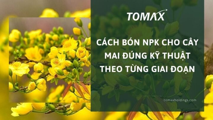 Cách Chăm Sóc Và Bón Phân Cho Cây Mai Vàng Theo Từng Giai Đoạn Phát Triển Chuyên Sâu
