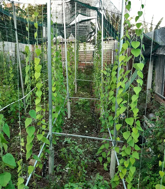 cách bón phân và chăm sóc cây sương sâm lông giai đoạn ra hoa