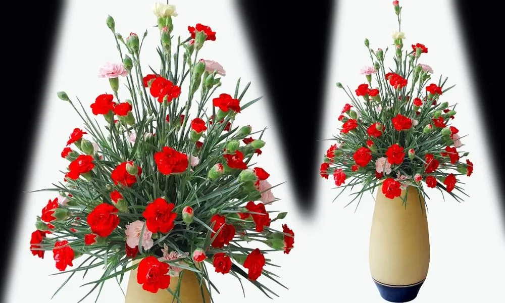 Cách cắm hoa cẩm chướng đẹp