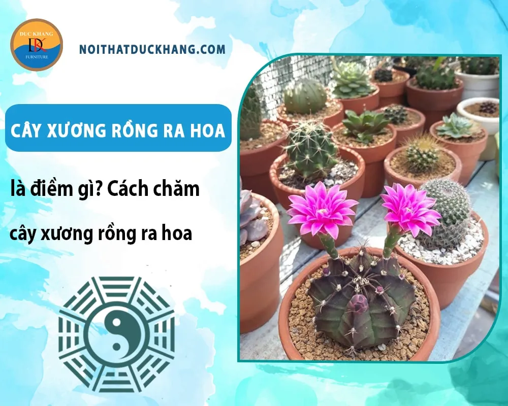 Cách chăm cây xương rồng ra hoa hiệu quả: Đa dạng các loại hoa xương rồng với hình dáng và màu sắc rực rỡ