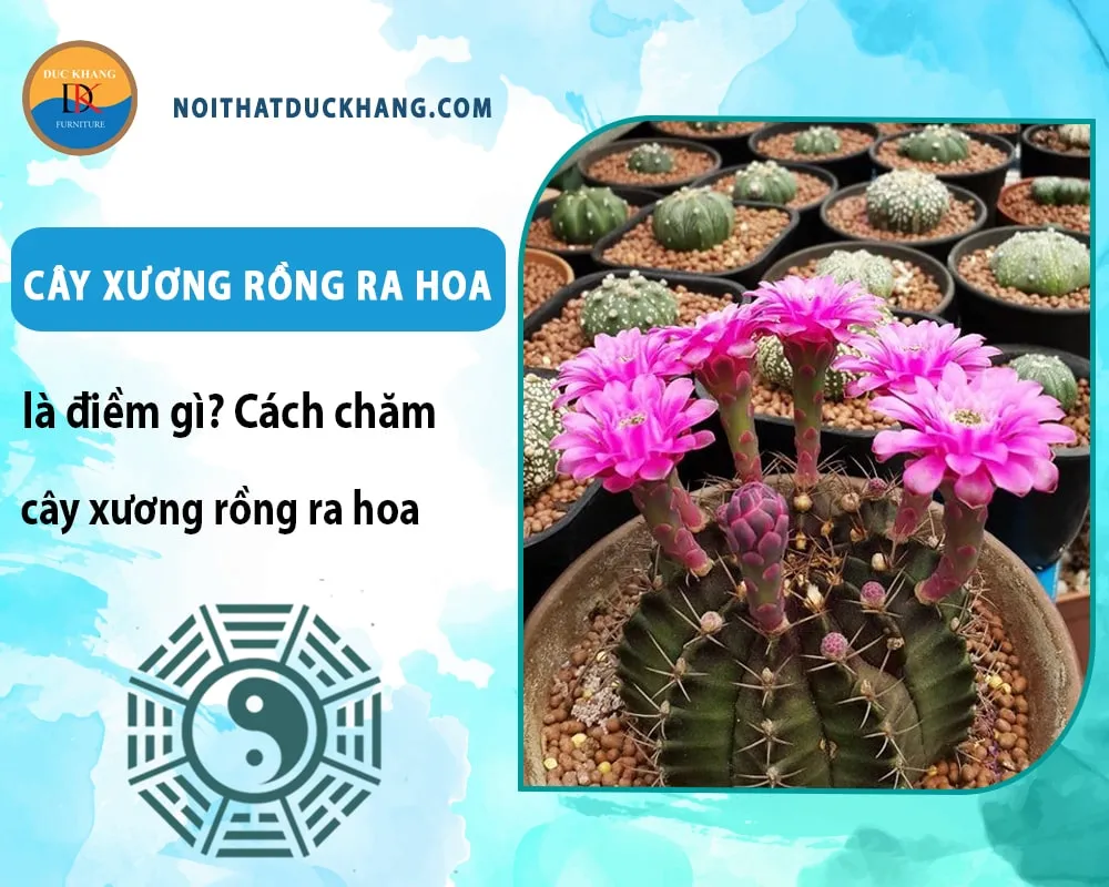 Cách chăm cây xương rồng ra hoa hiệu quả: Giâm cành xương rồng vào chậu đất tơi xốp, khô thoáng