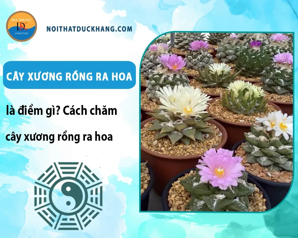 Cách chăm cây xương rồng ra hoa hiệu quả: Một cây xương rồng được đặt ở ban công ngập tràn ánh nắng
