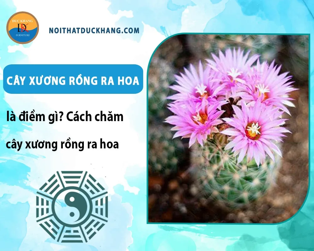 Cách chăm cây xương rồng ra hoa hiệu quả: Một chậu xương rồng Gymnocalycium đang nở hoa màu hồng