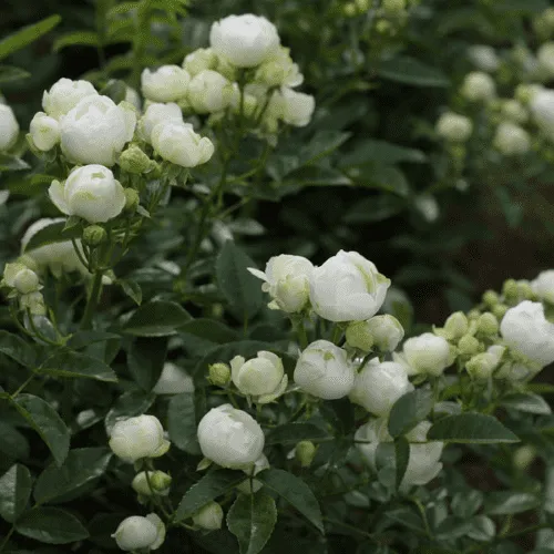 Cách chăm hoa hồng trứng nở đẹp rực rỡ và sai hoa