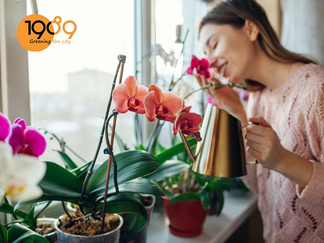 Cách Chăm Phong Lan Nở Hoa Chuẩn Chuyên Gia Kích Đúng Dịp Tết Nguyên Đán