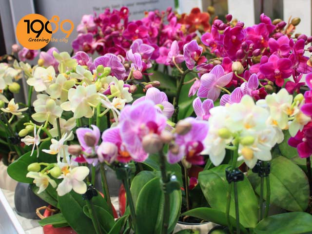 Cách Chăm Phong Lan Nở Hoa Chuẩn Chuyên Gia Kích Đúng Dịp Tết Nguyên Đán