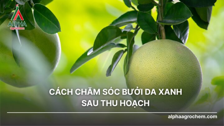 Cách Chăm Sóc Cho Lan Ra Hoa: Hướng Dẫn Kỹ Thuật Toàn Diện